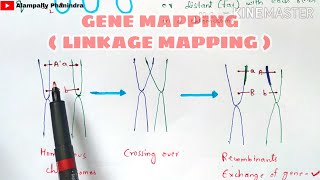 Gene mapping  Linkage mapping and Physical mapping  Part  1  Bio science [upl. by Nizam]