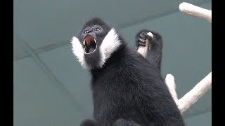 The call of White Cheeked Gibbon [upl. by Cost818]