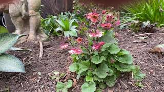 Plant Review The little known but fabulous Geum [upl. by Vickey]