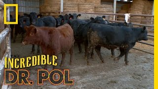 Bloated Bovine Emergency  The Incredible Dr Pol [upl. by Tellford]