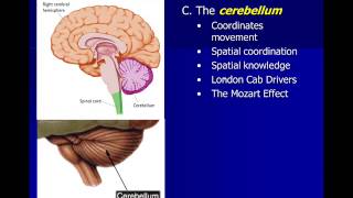 Neuroscience Subcortical Structures [upl. by Agathe]