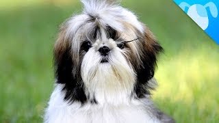 Shih Tzu Facts [upl. by Evelc197]