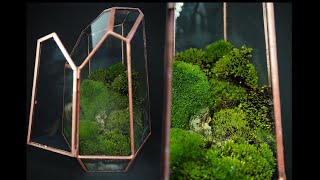 🌿 Mini terrario de musgo  Terrarium DIY [upl. by Havstad]