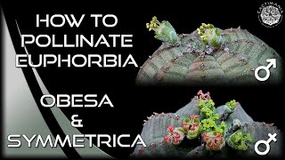 How to Pollinate Euphorbia  Obesa amp Symmetrica  Male vs Female Flowers  Cactus amp Succulents [upl. by Mirabella]