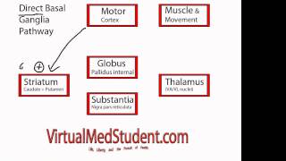 Basal Ganglia Direct Pathway [upl. by Iluj]