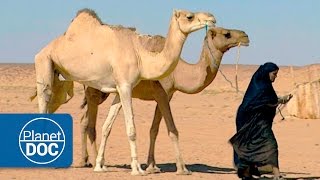 The Greatest Desert  Nomads of the Sahara [upl. by Narbig737]