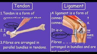 Tendon Vs Ligament Quick Differences and Comparison [upl. by Navert977]