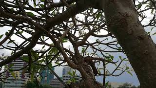 Araliya Tree Plumeria rubra [upl. by Hendrickson]