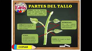 PARTES DE LAS PLANTAS  EL TALLO [upl. by Alrac]