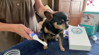 MiraPet Tartar Removal in small dog Part 2 [upl. by Cissiee246]