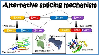 Alternative splicing  mechanism and its regulation [upl. by Aehtla]