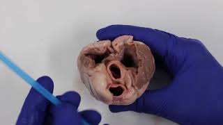 Sheeps Heart Dissection [upl. by Barthelemy]