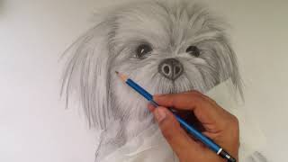 Pet Portrait  How to Draw Shih Tzu  Pencil Drawing Part 3 [upl. by Adnalram]