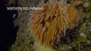 Underwater Life in Rockland Maine [upl. by Jania]