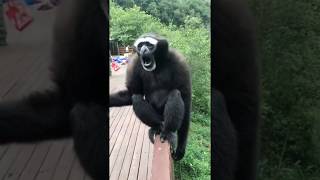 Interesting Sounds That a Gibbon Makes [upl. by Yarahs]