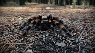 Brachypelma hamorii out in the Wild [upl. by Alahc638]