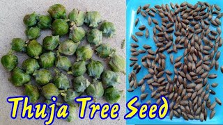 Thuja Tree Seed Collect  Morpankhi Tree  Vidya [upl. by Xanthus]