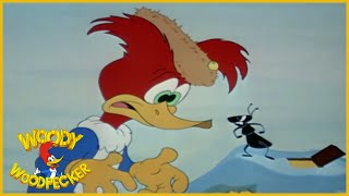 Woody Woodpecker  Redwood Sap  Full Episodes [upl. by Flss]