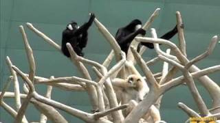 Duet of quotSingingquot Gibbons at Brookfield Zoo [upl. by Ennovihs]