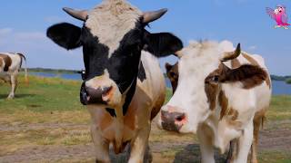 COW VIDEO 🐮🐄 COWS MOOING AND GRAZING IN A FIELD  Cow Video [upl. by Stevenson896]