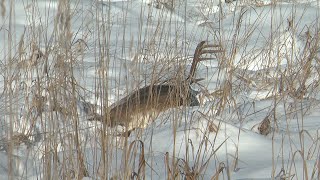 Whitetail hunt Alberta [upl. by Enerod144]