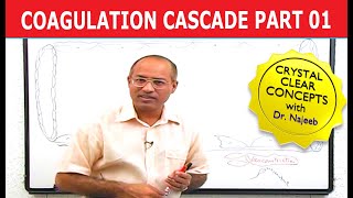 Coagulation Cascade  Part 112 [upl. by Reich]