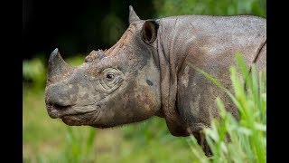 Borneo Wildlife Highlights [upl. by Bucella]