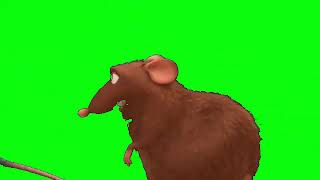 Rat Disclaimer Green Screen [upl. by Adien]