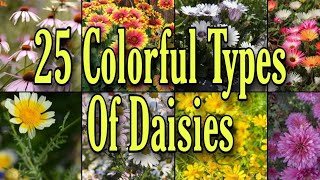 25 Colorful Types Of Daisies [upl. by Bouchier278]