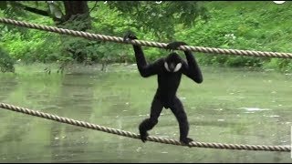 Gibbons Island  Apes Acting Like Humans  Gdansk Zoo Monkeys amp Apes Video [upl. by Lundt746]