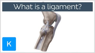 What Is a Ligament Definition and Overview  Human Anatomy  Kenhub [upl. by Aipotu242]