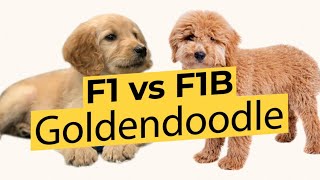 F1 vs F1B Goldendoodles  Whats The Difference 🐶🦴🐶 [upl. by Ravi302]