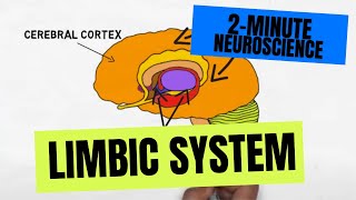 2Minute Neuroscience Limbic System [upl. by Greggory515]