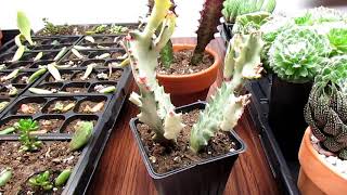 All About Euphorbias  How Euphorbias Differ From Cacti [upl. by Winther]