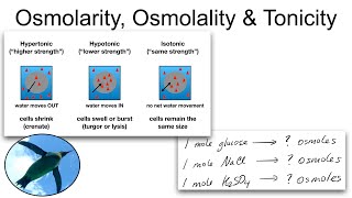 Chemistry Basics Osmolarity Osmolality and Tonicity [upl. by Rialc]