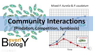 Community Interactions Competition Predation Symbiosis [upl. by Sira]