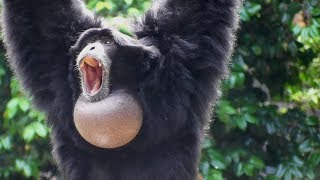 Siamang Gibbons 02  howling and performance [upl. by Narud]