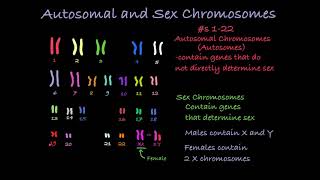 Reading Karyotypes [upl. by Seto]