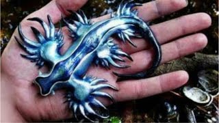 The Blue Sea Dragon Glaucus Atlanticus [upl. by Atiuqad18]