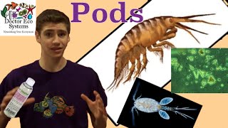 Copepods and Rotifers Info Does your Tank Need Them [upl. by Aileda]