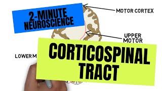 2Minute Neuroscience Corticospinal Tract [upl. by Rehtse]