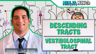 Neurology  Descending Tracts Vestibulospinal Tract [upl. by Anayeek131]