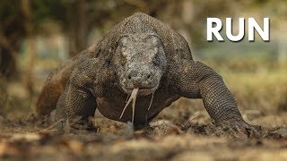 Komodo Dragon The Ultimate Apex Predator [upl. by Krishnah930]