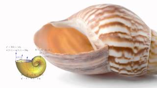 The Mathematics of Sea Shells [upl. by Najtsirk]