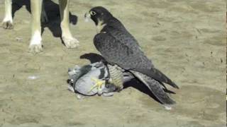 Perigrine Falcon Destroys Pigeon [upl. by Adia613]