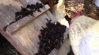 Black Soldier Fly Larvae  Chicken Feed  A record harvest [upl. by Triny649]