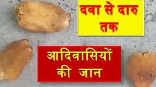 Mahua Mathuka Longifolia Tree Fruits Seeds Oil Wine amp Health Benefits  महुआ के फ़ायदे [upl. by Rosene]