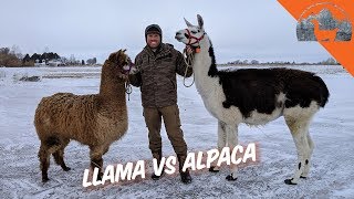 LLAMA VS ALPACA  Ep72  Llama Life [upl. by Llednik]