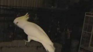 Snowball TM  Our Dancing Cockatoo [upl. by Yromas]