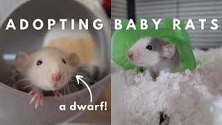 Bringing Home New Baby Rats [upl. by Wendell]